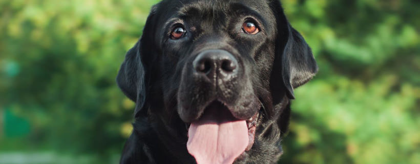 16 motivi per cui il Labrador Retriever &egrave; un cane cos&igrave; popolare