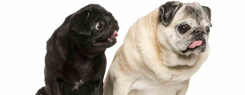 Cani con la sindrome di Down: I cani possono avere la sindrome di Down?