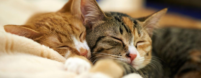 Di quanto sonno hanno bisogno i gatti?