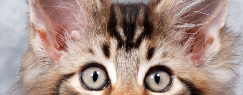 Le crosticine sulle orecchie dei gatti: Sintomi e cure per malattie dell'orecchio nei gatti
