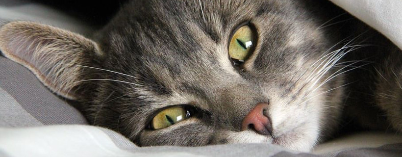 Che cosa sognano i gatti quando dormono?