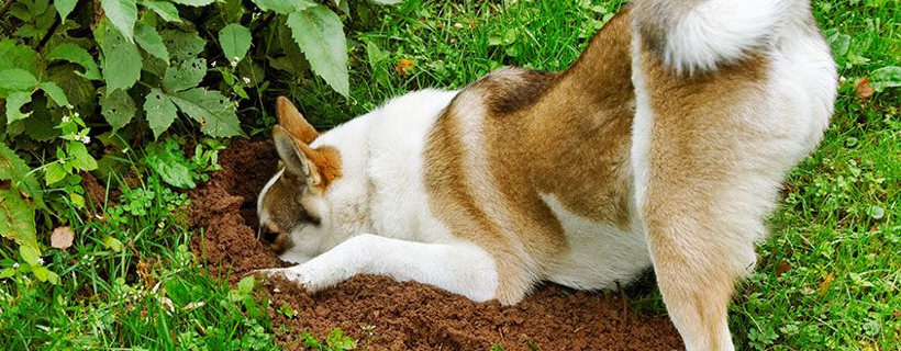 Perché i cani scavano? Ci sono diversi motivi!