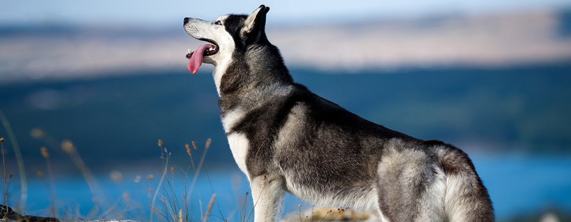 10 motivi per cui tutti amano i Siberian Husky