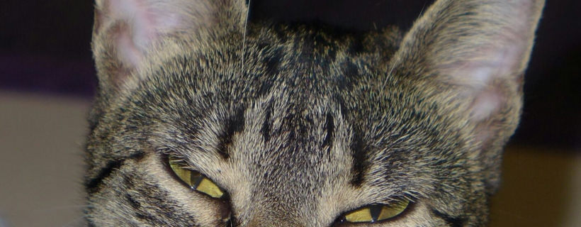 Malassezia nei gatti