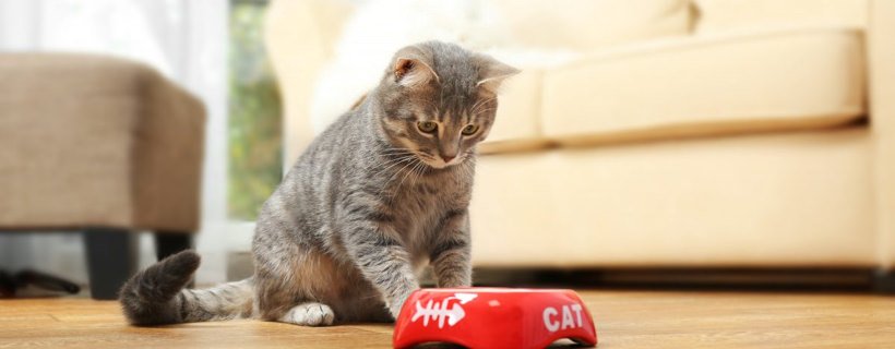 Nausea nei gatti: cause, sintomi e trattamenti