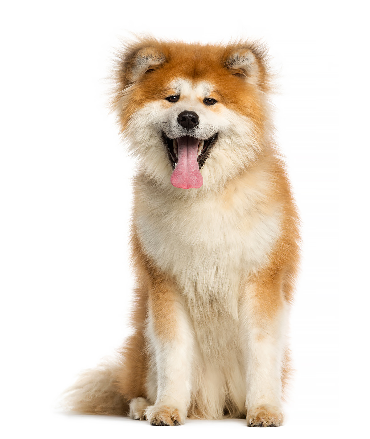 Akita