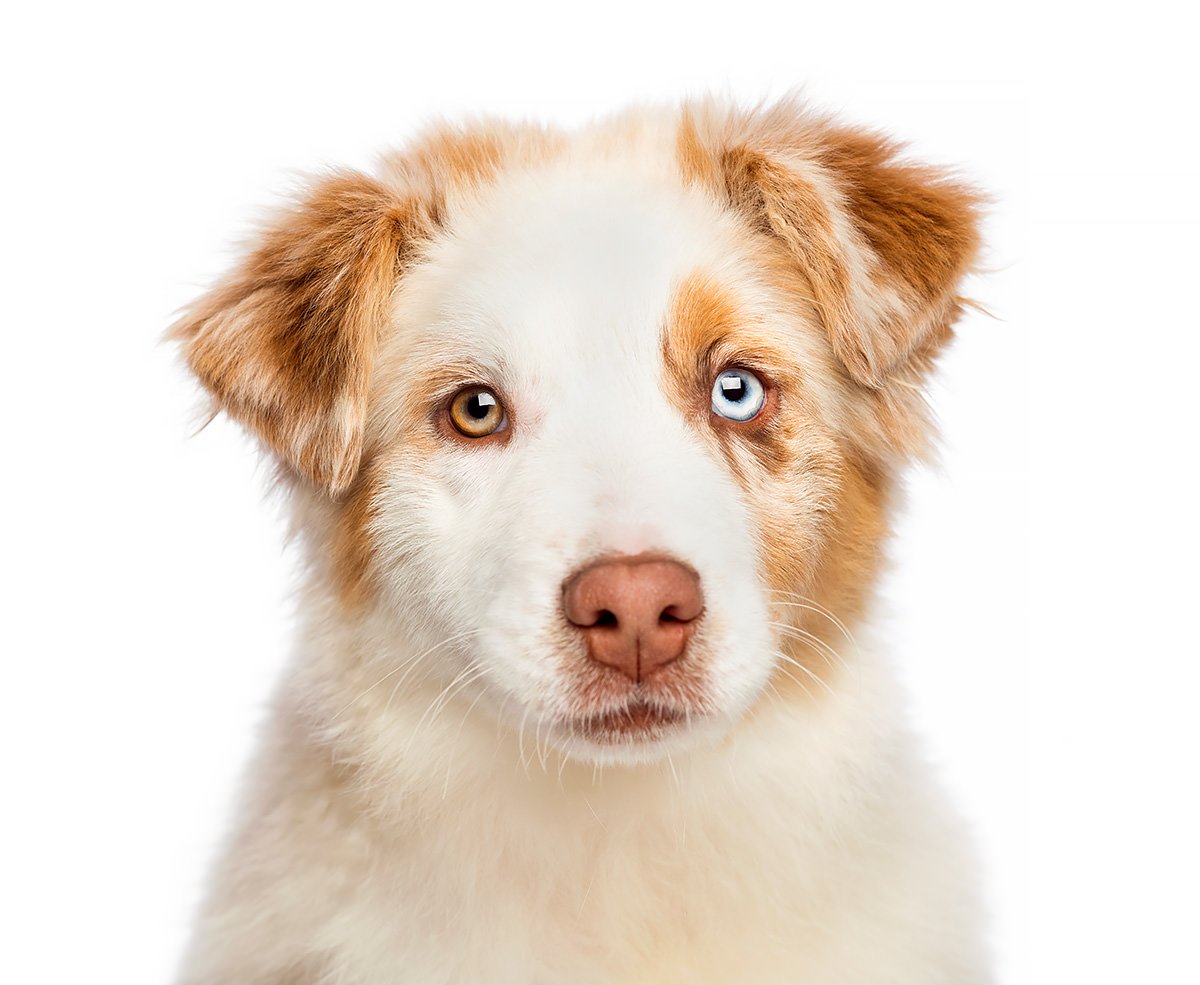 Eterocromia Perché Alcuni Cani Hanno Occhi Di Colore