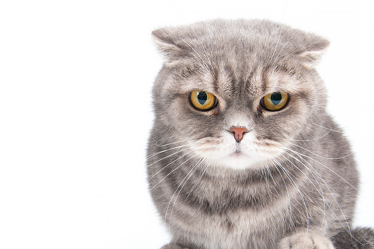 Baffi gatto