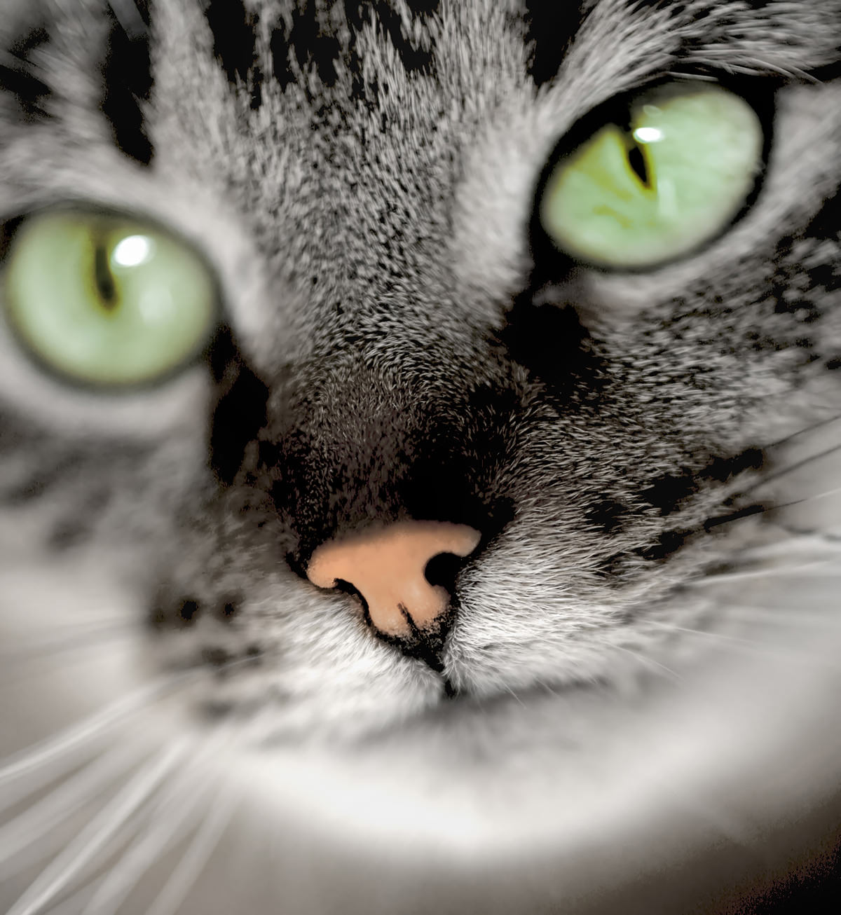 Quali problemi può causare la perdita dei baffi nei gatti?