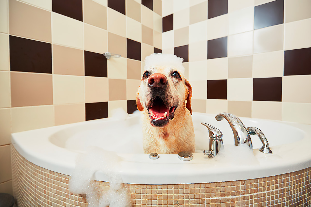 Come evitare quella puzza di cane bagnat