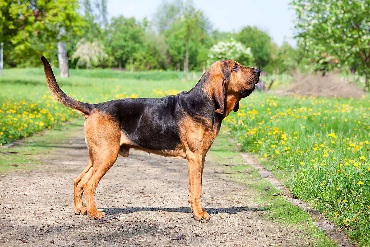 Cane di sant'Uberto