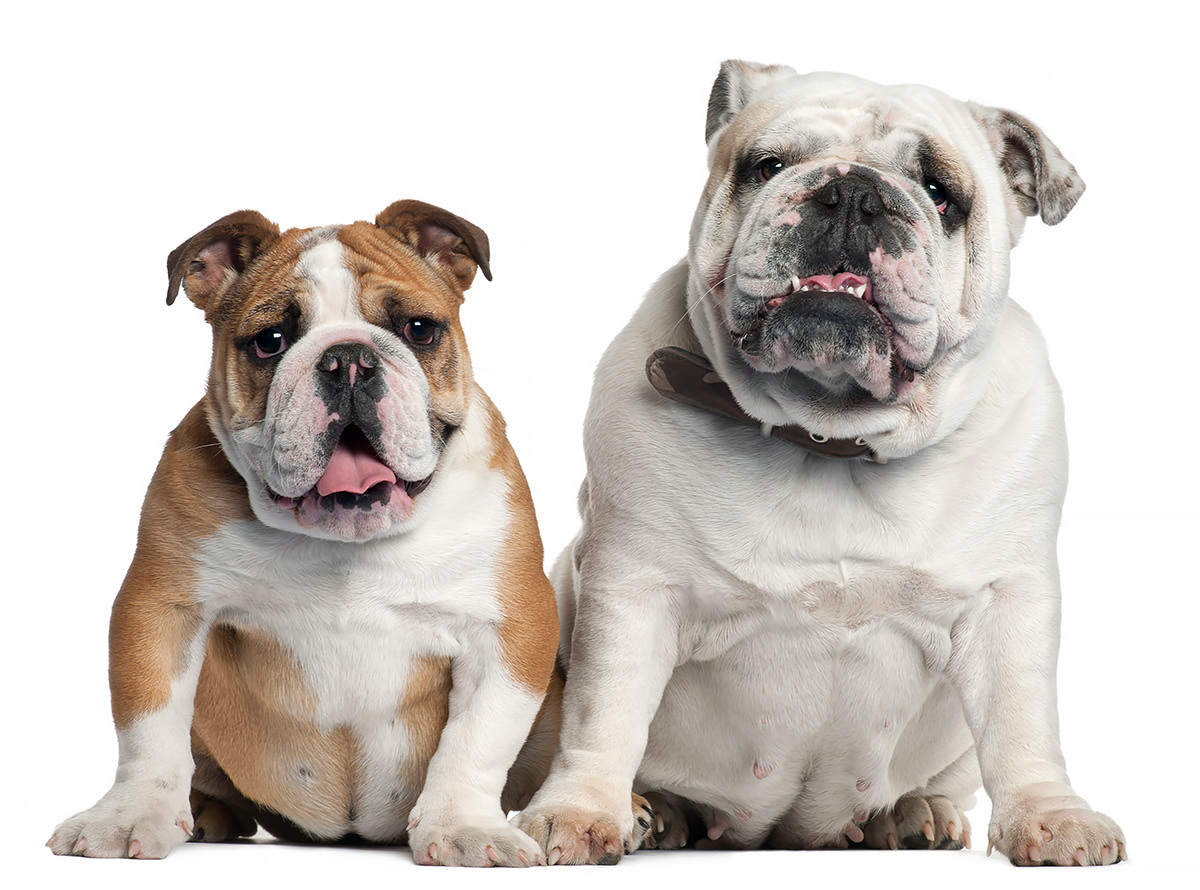 Bulldog Inglese