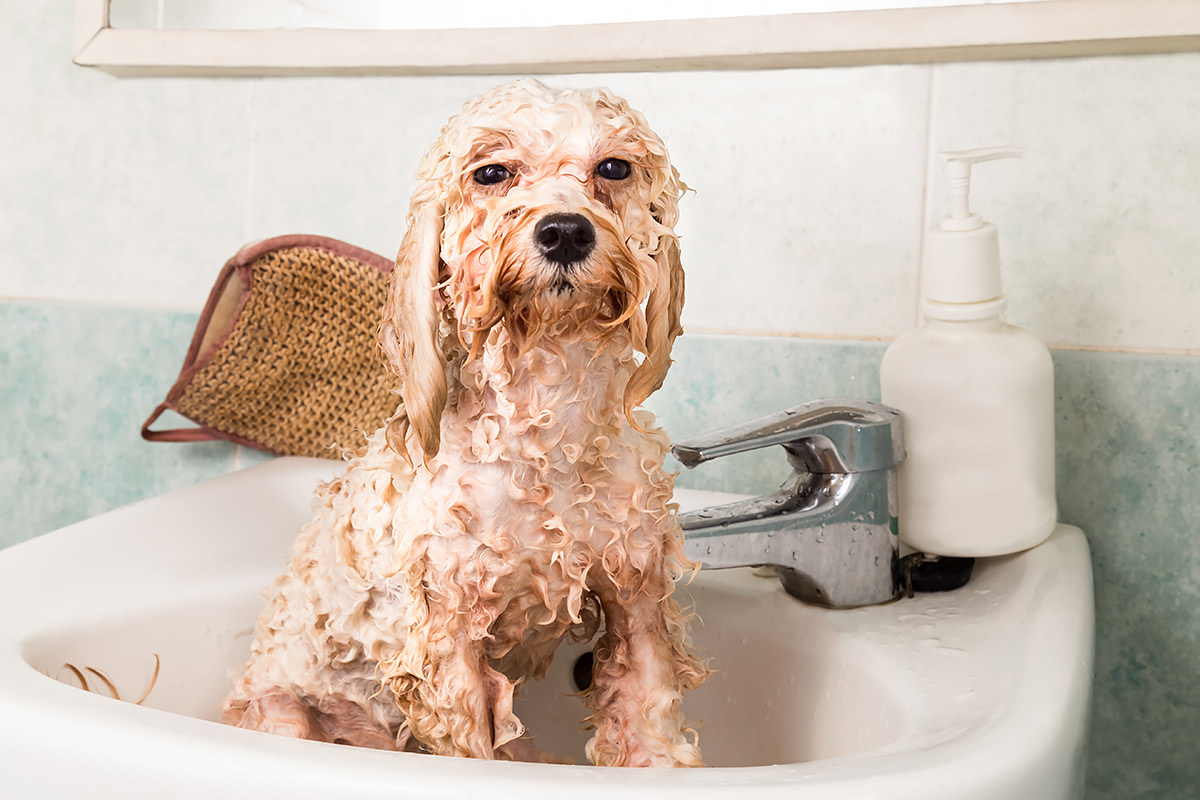 Bagno cane barboncino