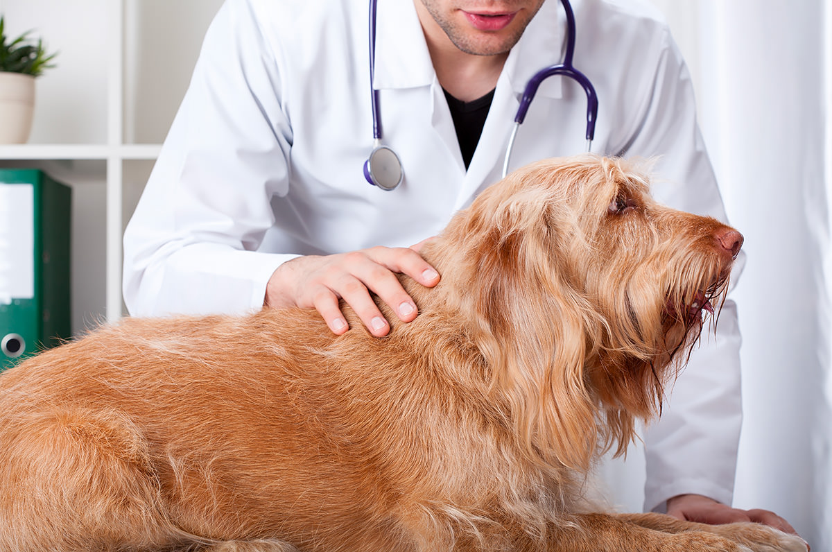 Come la castrazione può aiutare a ridurre l'ansia nei cani