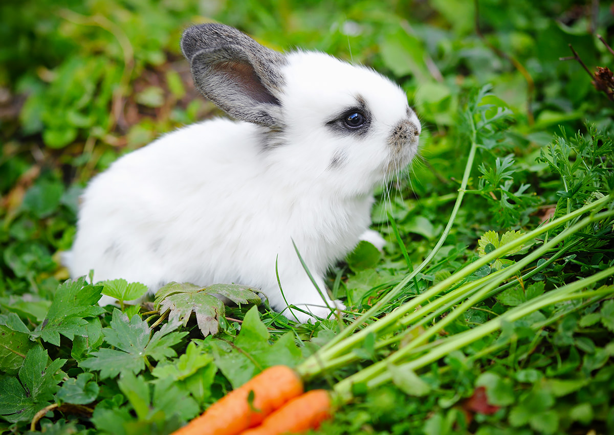Le carote fanno bene ai conigli?