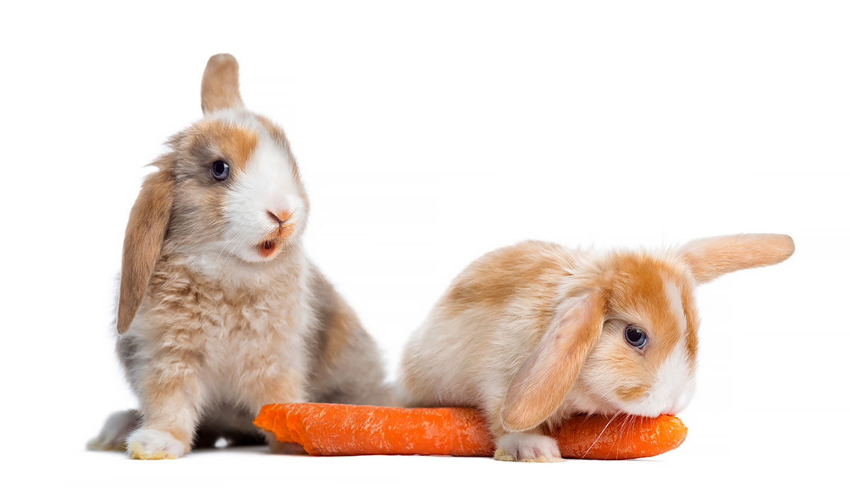 Svantaggi delle carote