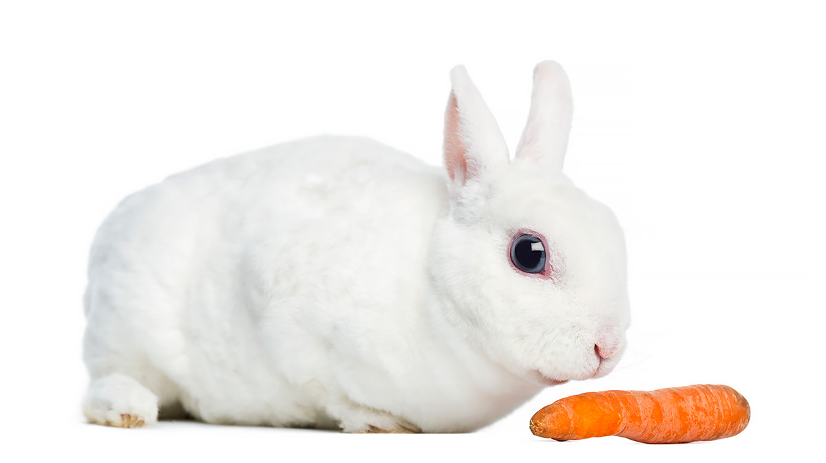 Conclusioni sulle carote