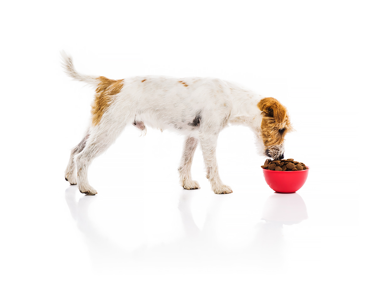 Cibo per cani