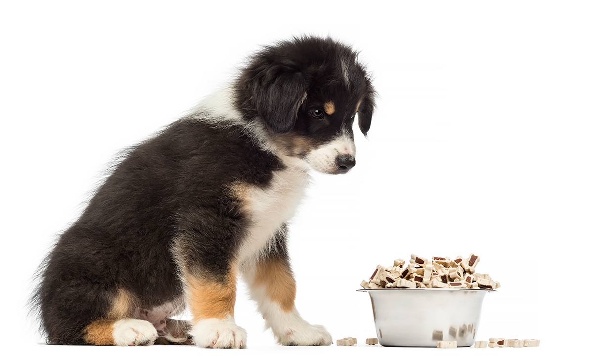Cibo per cani