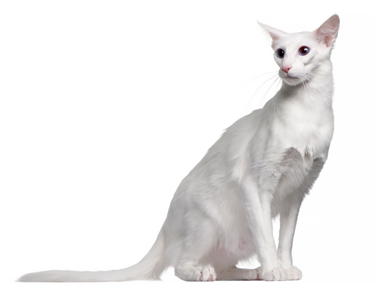 Gatto Belinese
