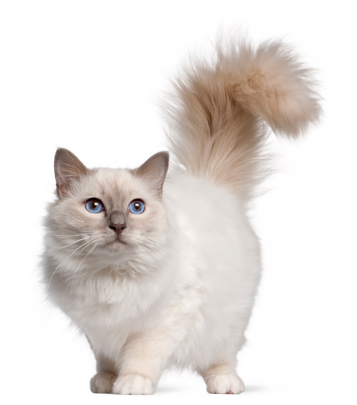 Gatto birmano