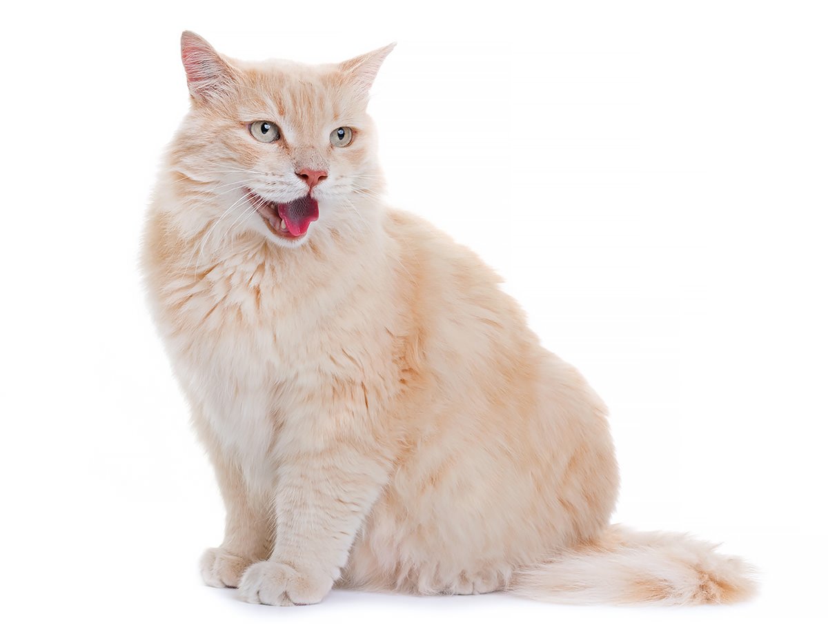 In tutti i tipi di razze feline è possibile avere soggetti dal mantello fulvo