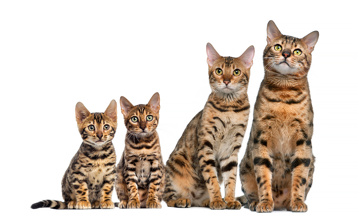 Gruppo di gatti Bengala