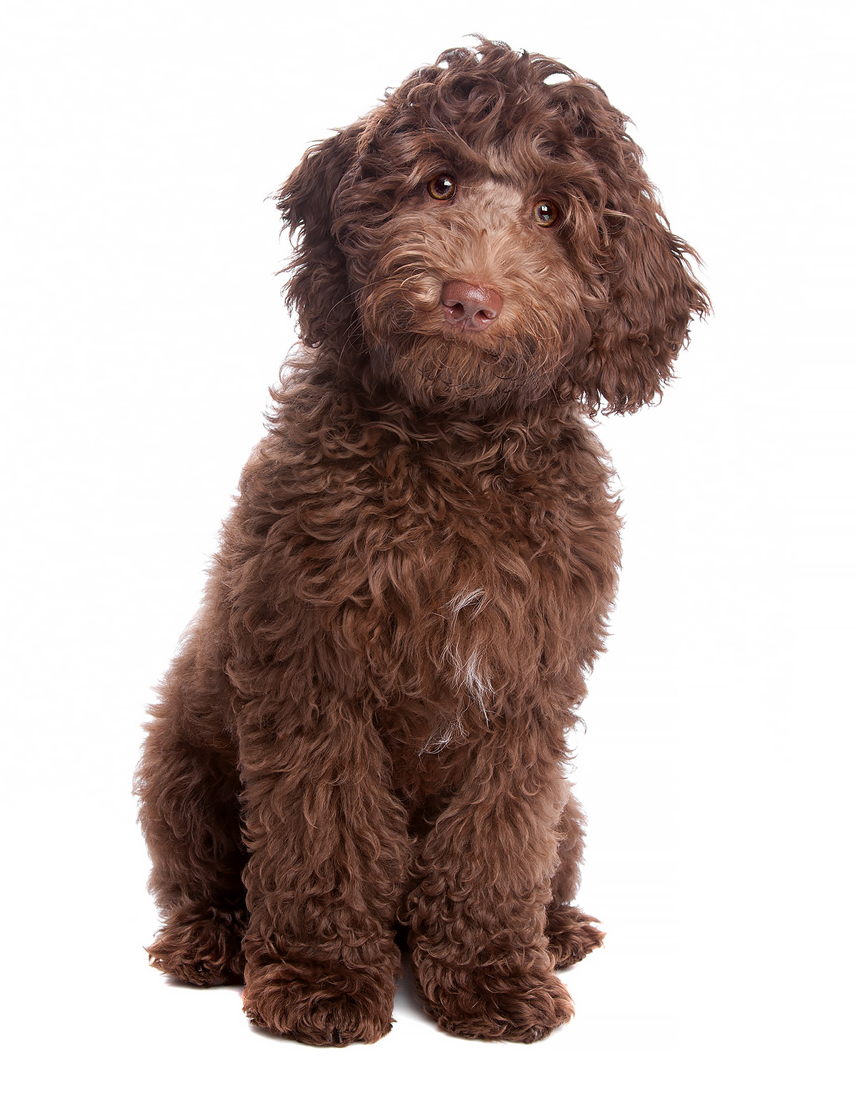 labradoodle