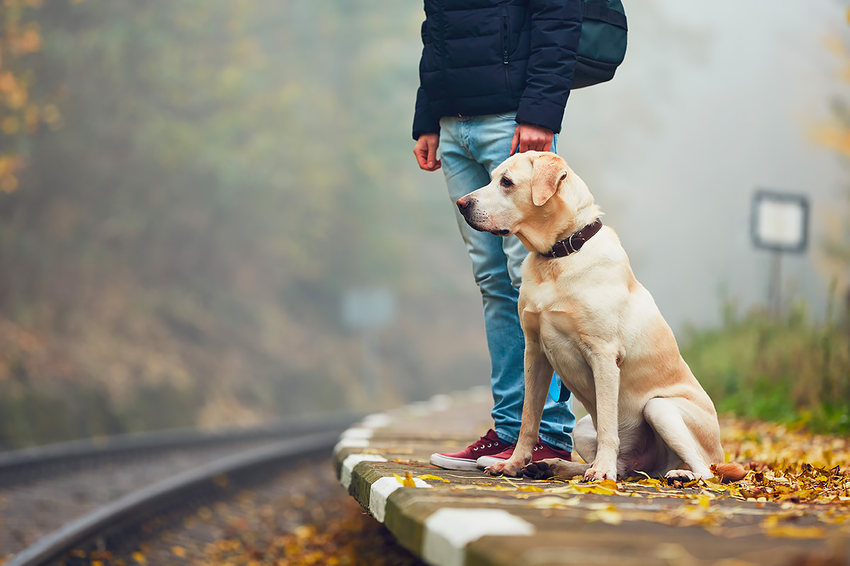 Labrador Retriever