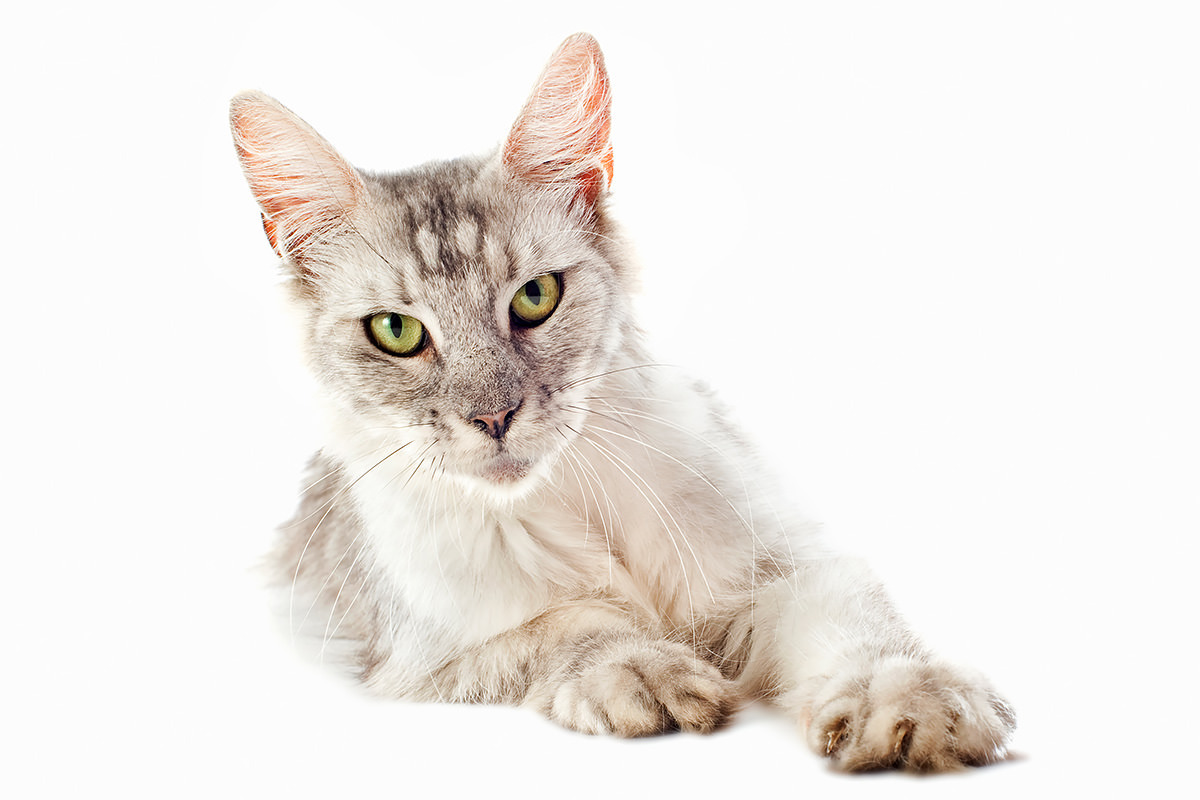 Le gambe e le zampe del gatto