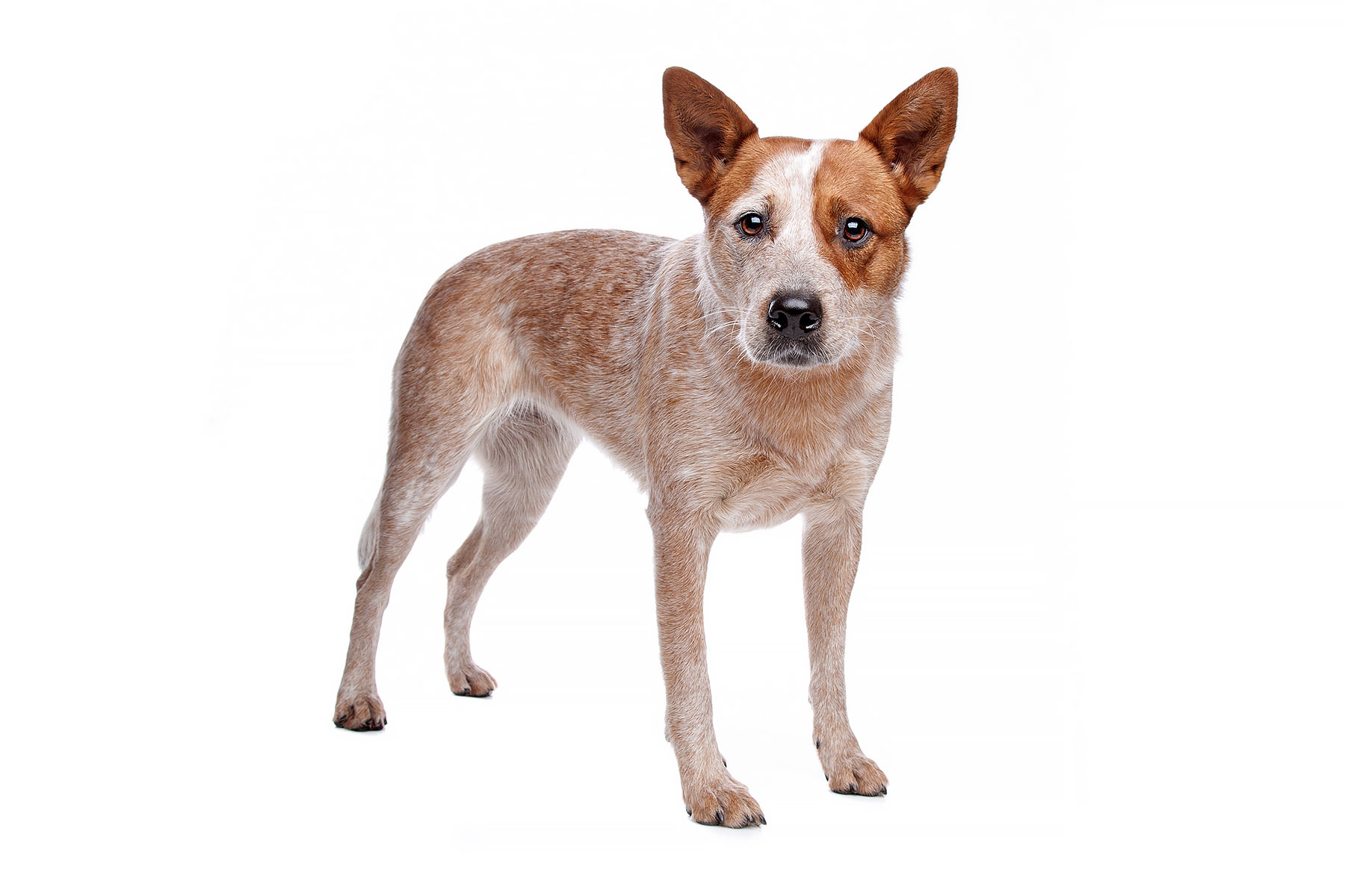 Australian Cattle Dog