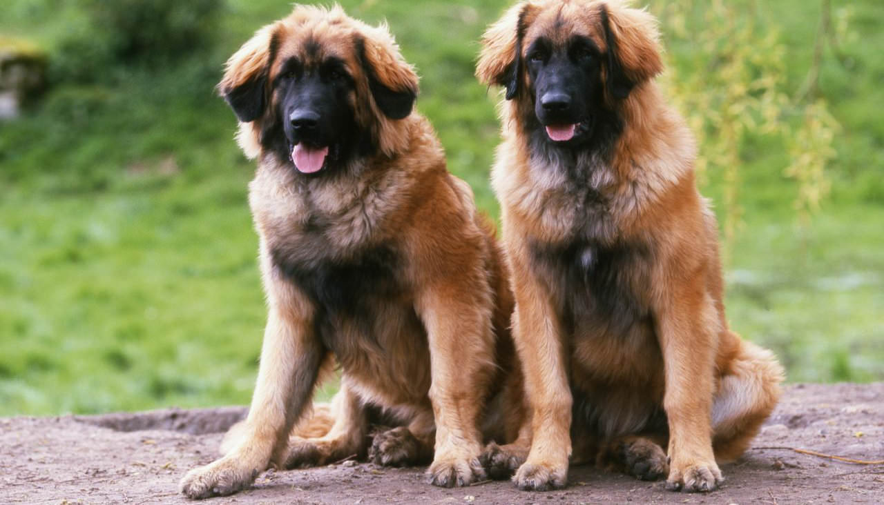 Leonberger