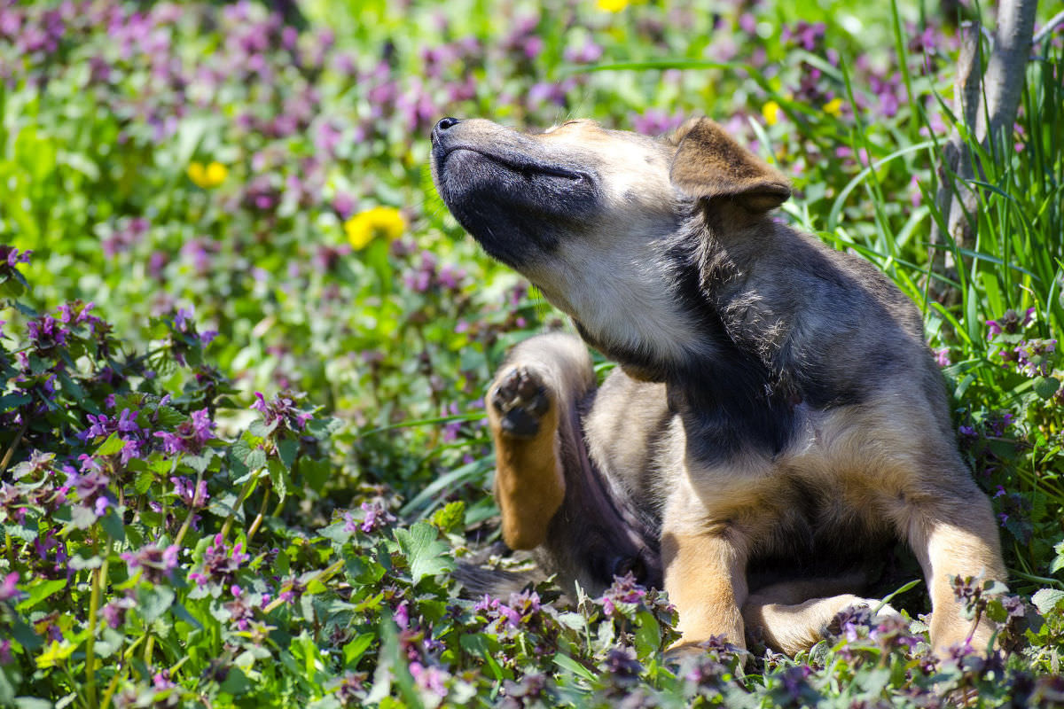 Olio tea tree contro l'acne canina