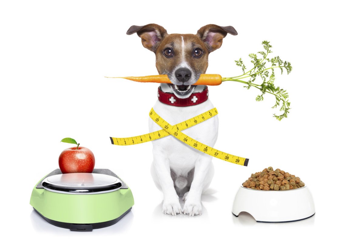 calorie nel cibo per cani