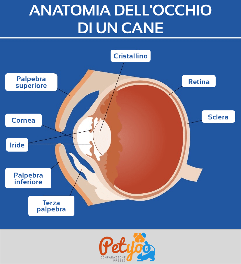 Anatomia dell'occhio del cane