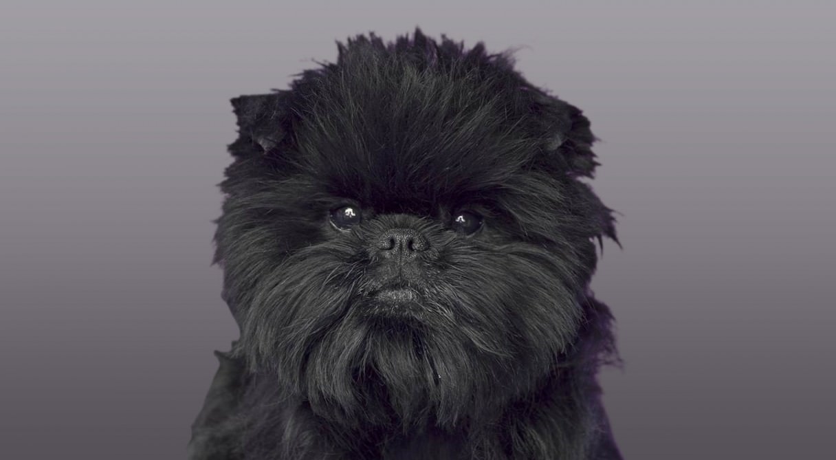 Affenpinscher