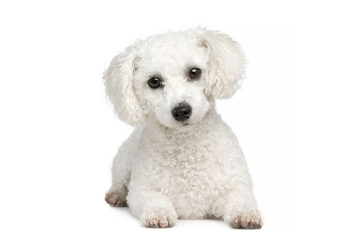 Bichon Frise