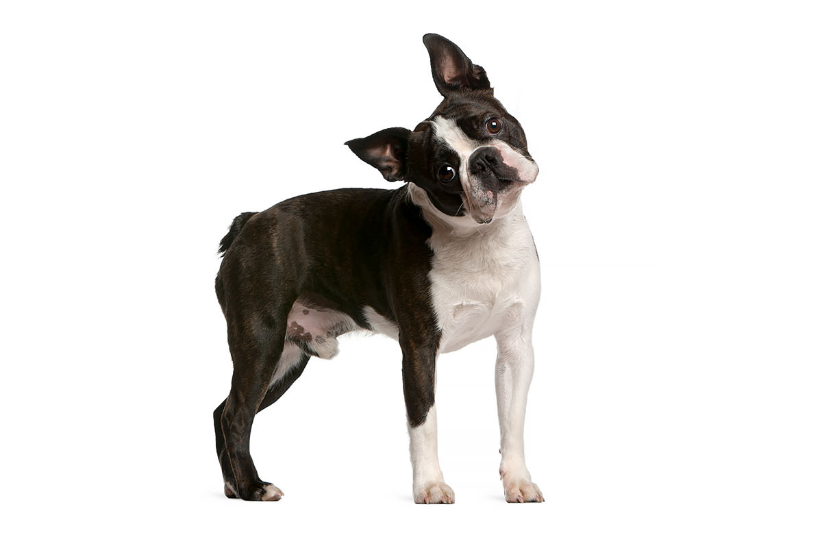 Boston Terrier