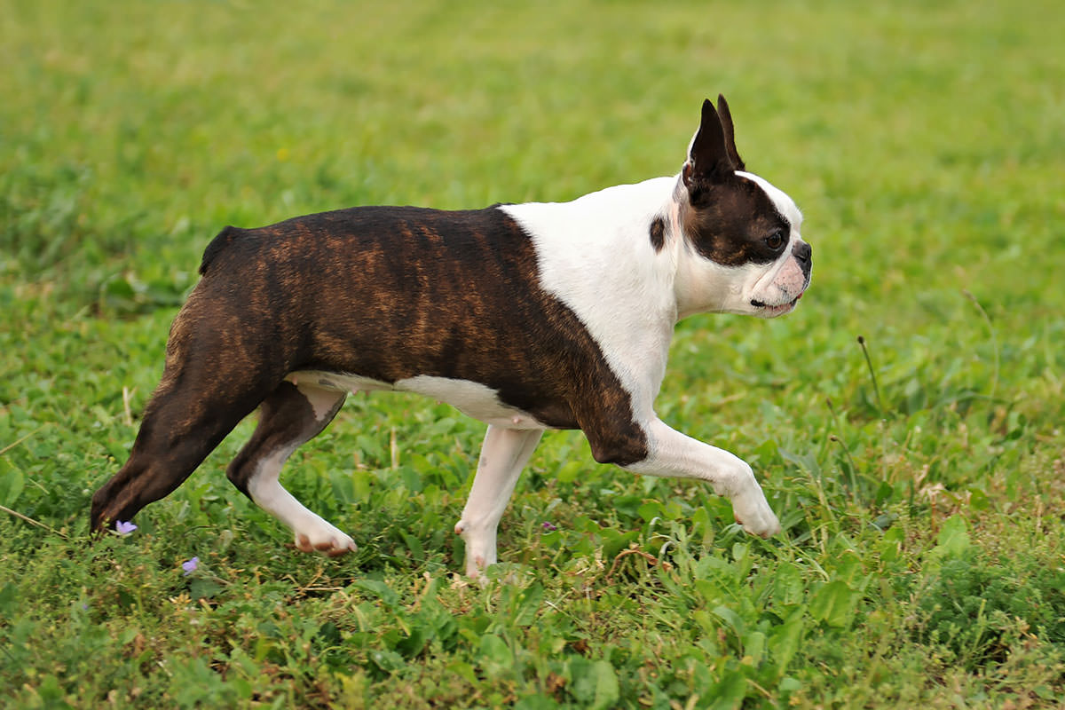 Boston Terrier