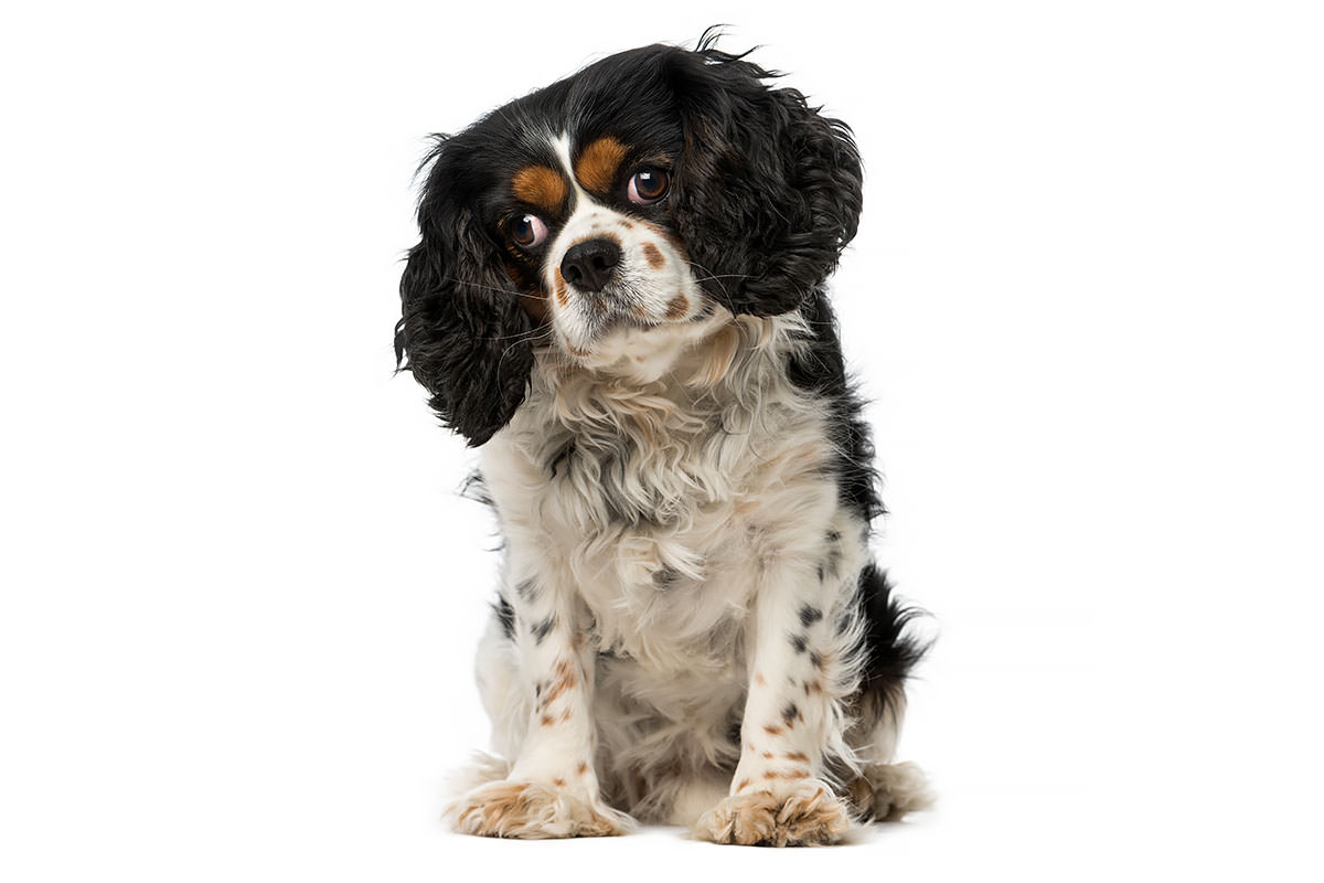 Cavalier King Charles Spaniel