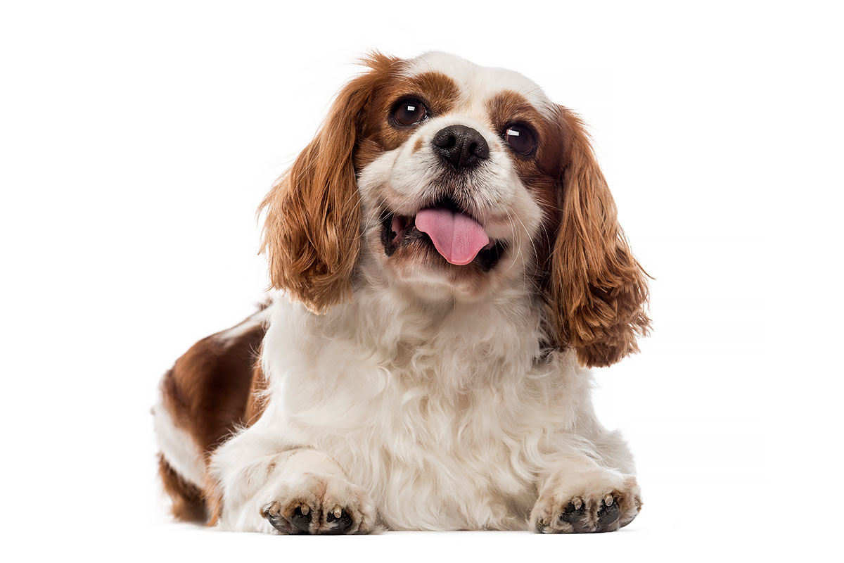 Cavalier King Charles Spaniel