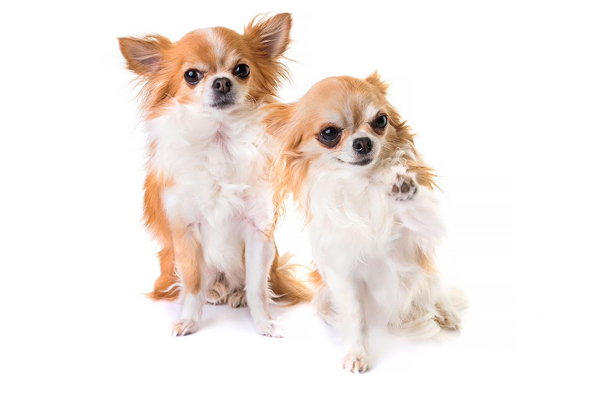 Chihuahua