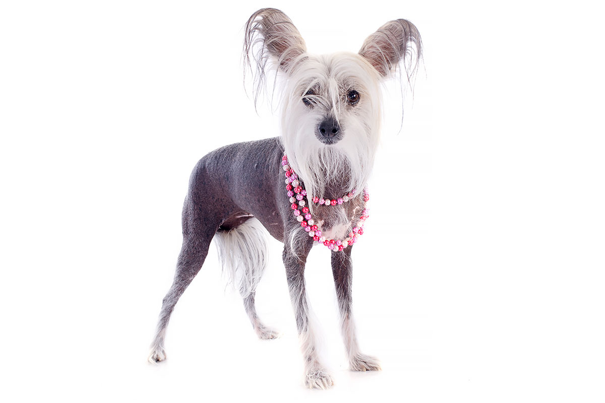 Chinese Crested