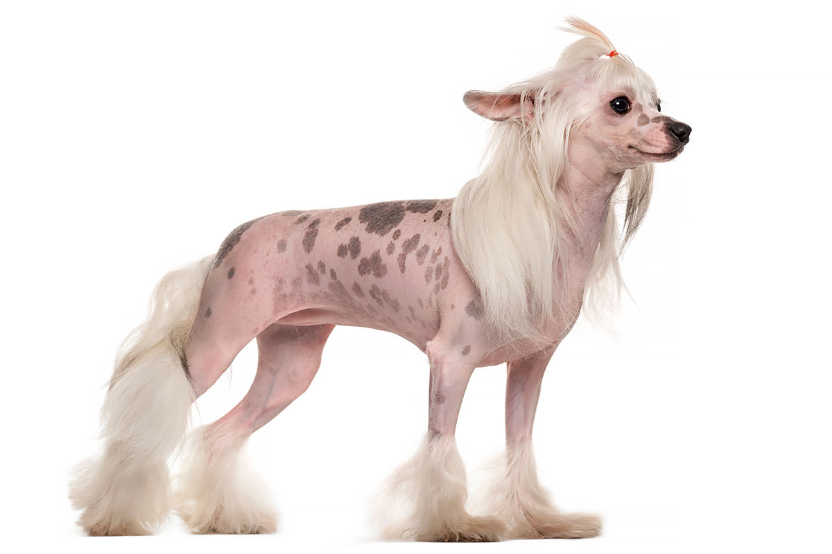 Chinese Crested