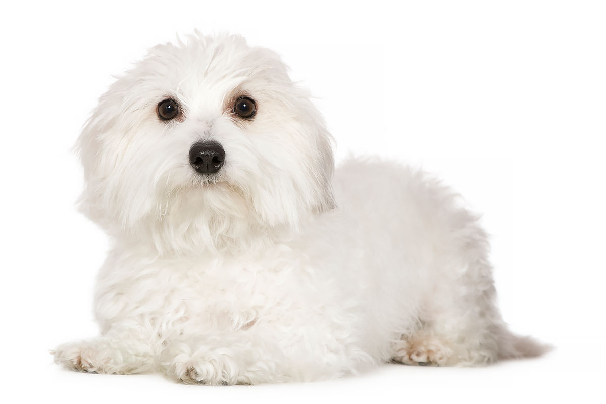 Coton de Tulear