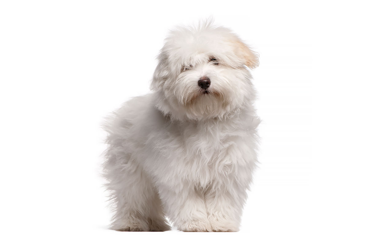 Coton de Tulear