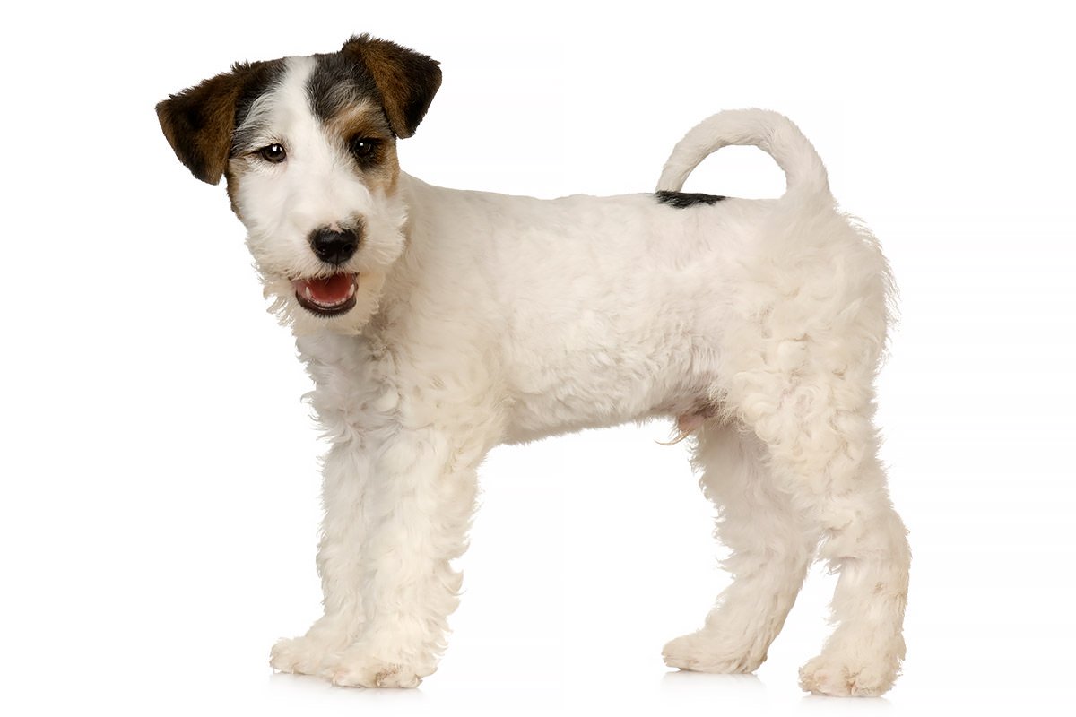 Toy Fox Terrier