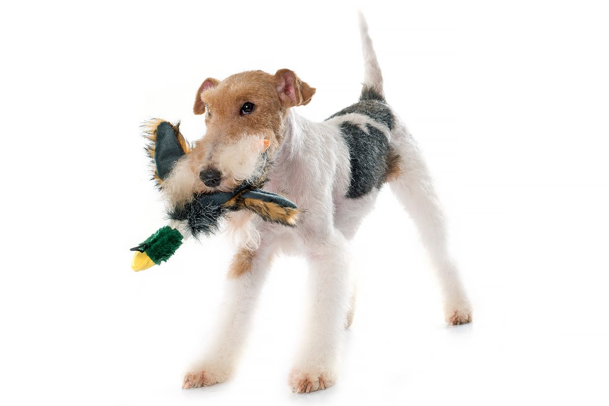 Toy Fox Terrier