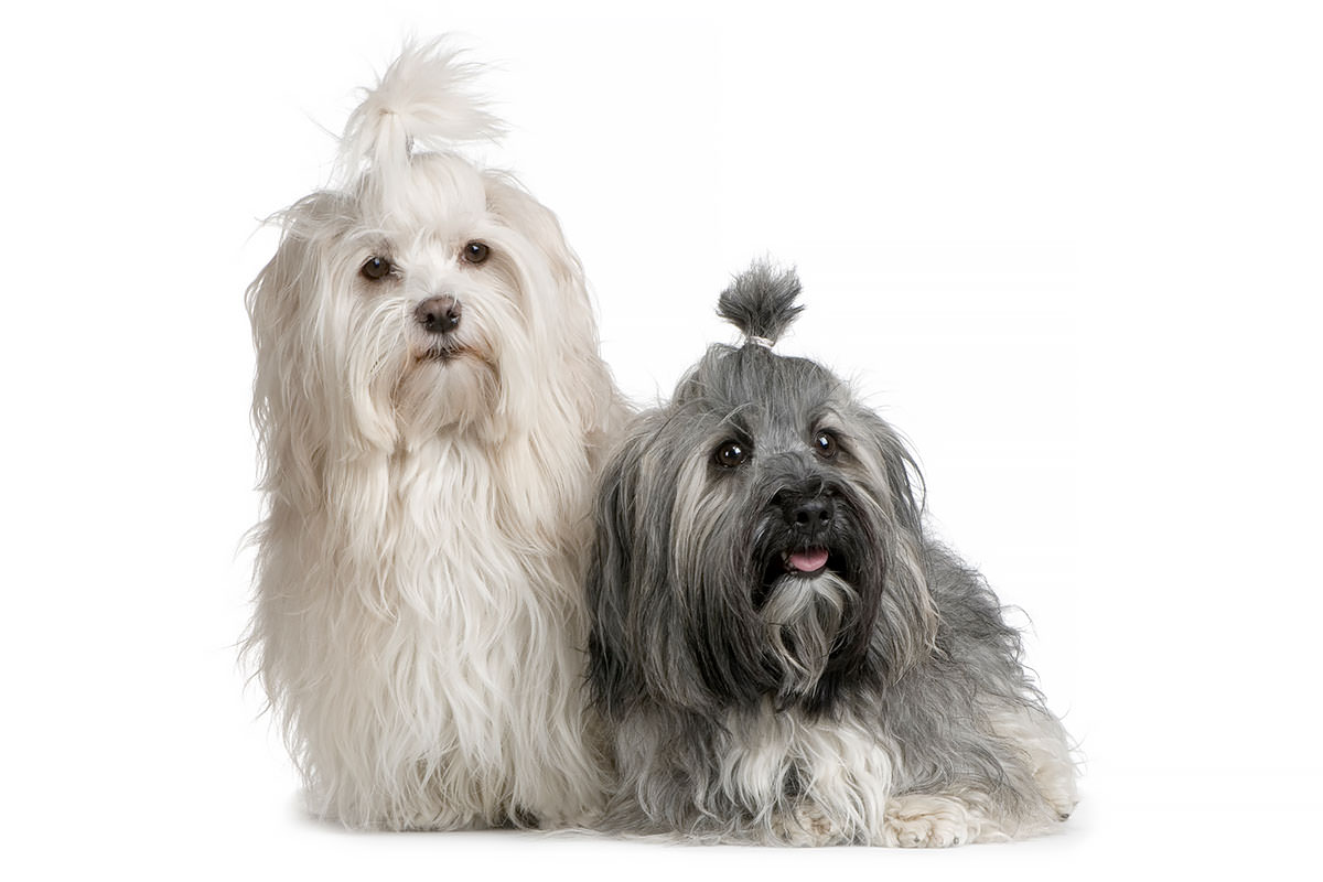 Havanese