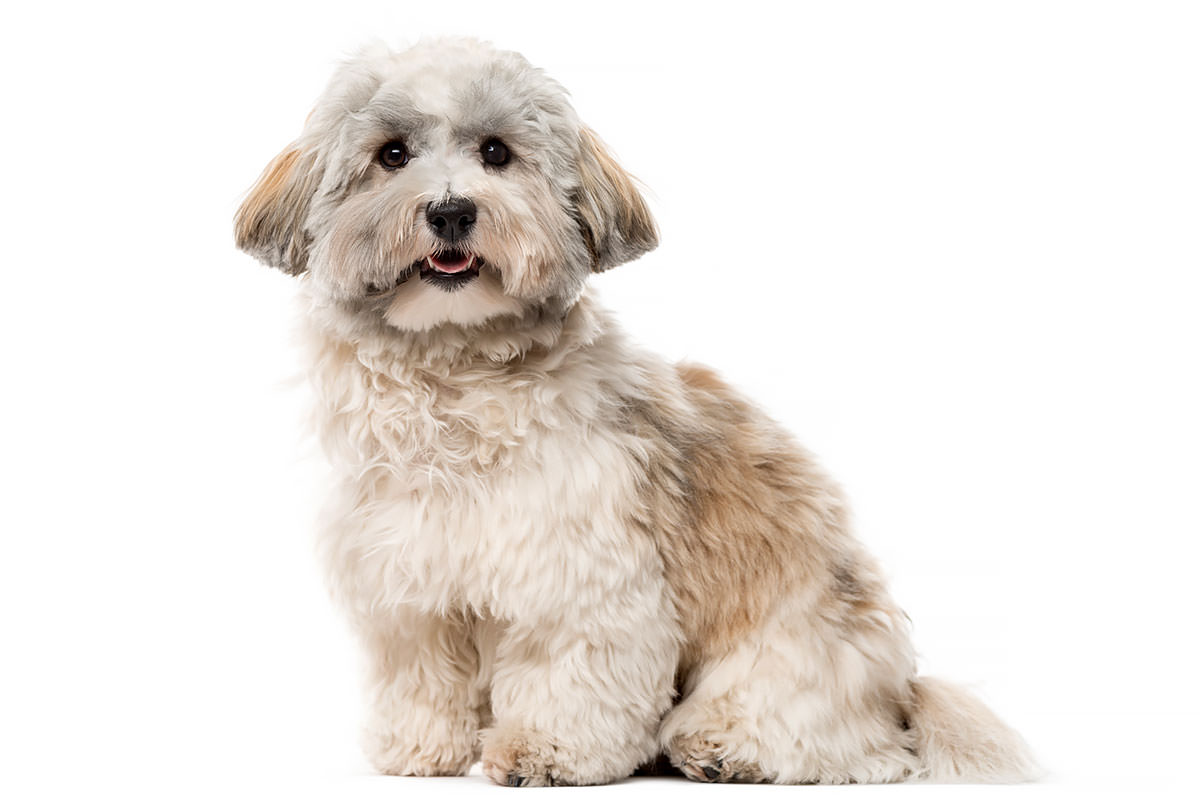 Havanese